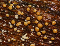 Trichoderma paraviridescens