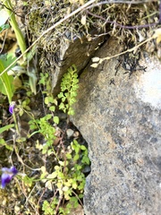 Anogramma leptophylla