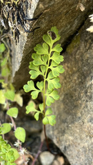 Anogramma leptophylla