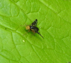 Platyparea discoidea