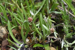 Antennaria luzuloides