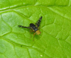 Platyparea discoidea