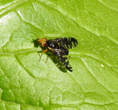 Platyparea discoidea