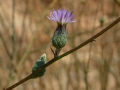 Tyrimnus leucographus