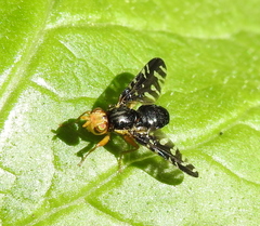 Platyparea discoidea