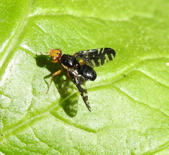 Platyparea discoidea