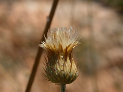 Tyrimnus leucographus
