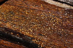 Trichoderma paraviridescens