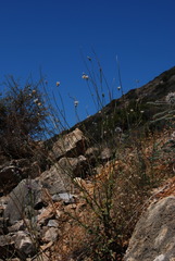 Tyrimnus leucographus