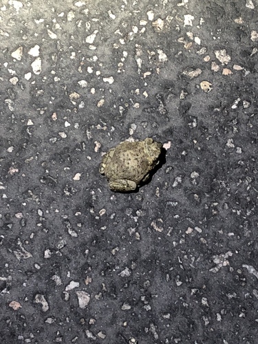 iNaturalist observation photo of Red-spotted Toad