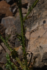 Tyrimnus leucographus