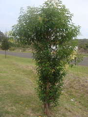 Ficus retusa