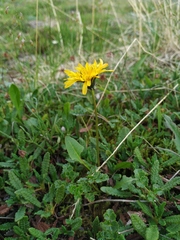 Taraxacum glabrum