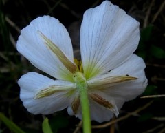 Ranunculus pyrenaeus