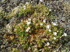Pseudocherleria macrocarpa