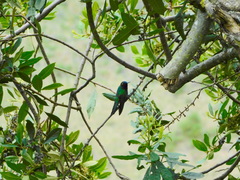 Heliangelus viola