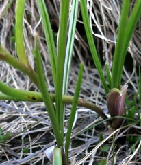 Ranunculus pyrenaeus
