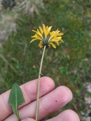Taraxacum glabrum