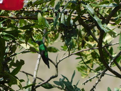 Heliangelus viola