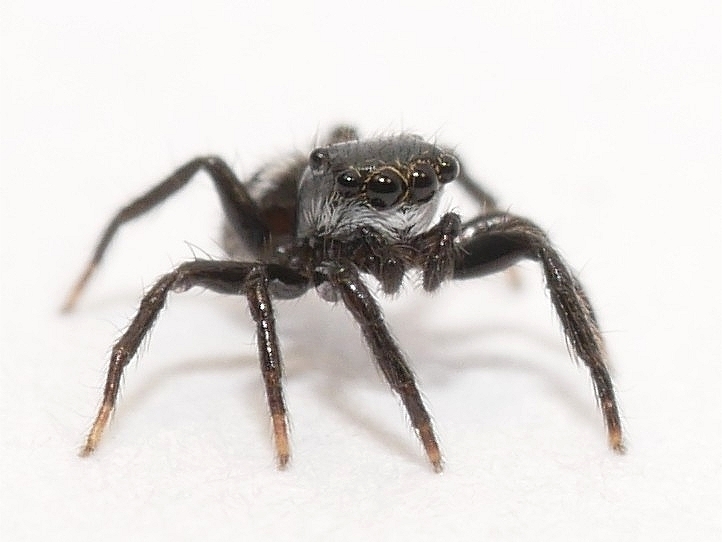 Chalcoscirtus diminutus