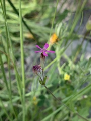 Silene diversifolia