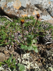 Packera heterophylla