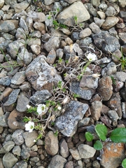 Pseudocherleria macrocarpa