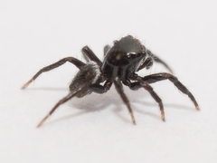 Chalcoscirtus diminutus