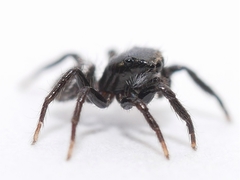 Chalcoscirtus diminutus