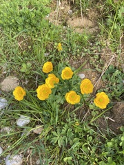 Ranunculus montanus