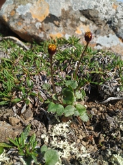 Packera heterophylla