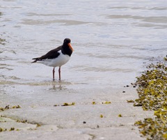 Haematopus ostralegus