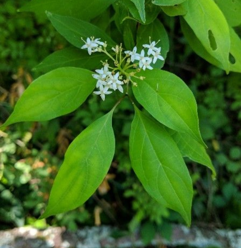 Stiff dogwood (Cornus foemina)