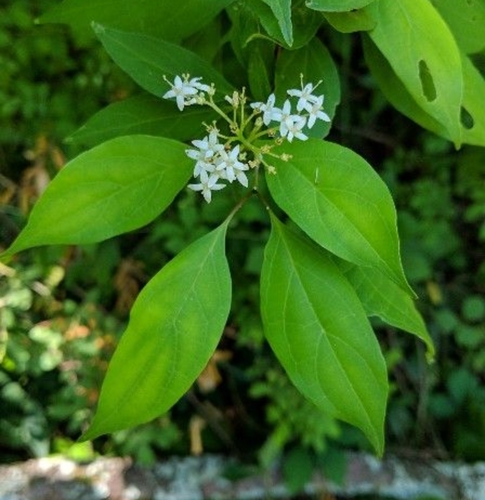 Stiff dogwood (Cornus foemina)