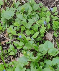 Doronicum caucasicum