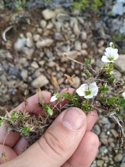 Pseudocherleria macrocarpa
