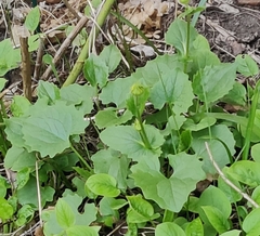 Doronicum caucasicum