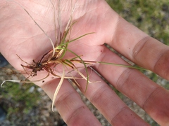 Carex melanocarpa