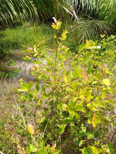 Mitragyna inermis