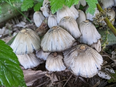 Coprinopsis strossmayeri