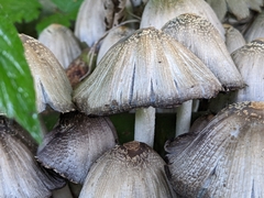 Coprinopsis strossmayeri