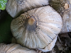 Coprinopsis strossmayeri