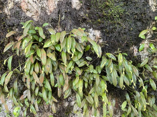Pleurothallis pruinosa, photograph 2