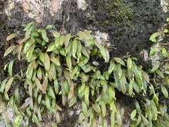 (c) Noah Yawn, some rights reserved (CC BY) Pleurothallis pruinosa, photograph (c) Noah Yawn, some rights reserved (CC BY)