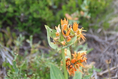 Gentiana lutea aurantiaca