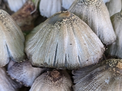 Coprinopsis strossmayeri