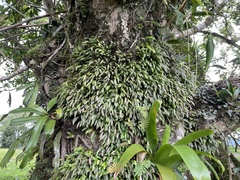(c) Noah Yawn, some rights reserved (CC BY) Pleurothallis pruinosa, photograph (c) Noah Yawn, some rights reserved (CC BY)