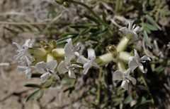 Oxytropis besseyi