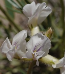 Oxytropis besseyi