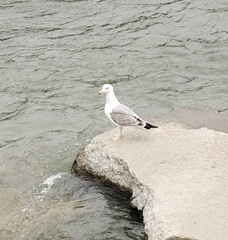 Larus michahellis